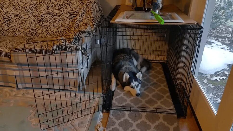 Adorable Husky Hides In Crate To Avoid Bath Time (VIDEO)