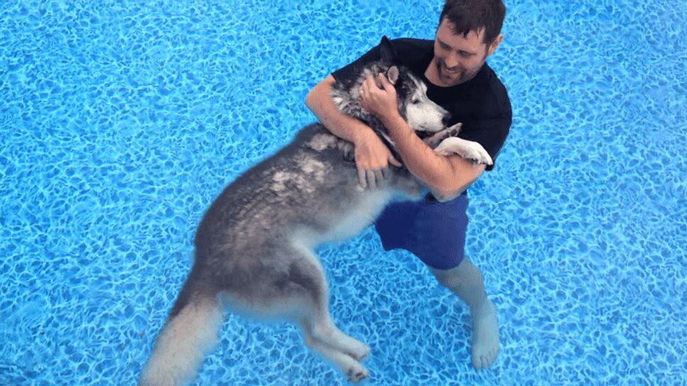 Adorable Husky Undergoes Water Therapy for Injured Legs (VIDEO)