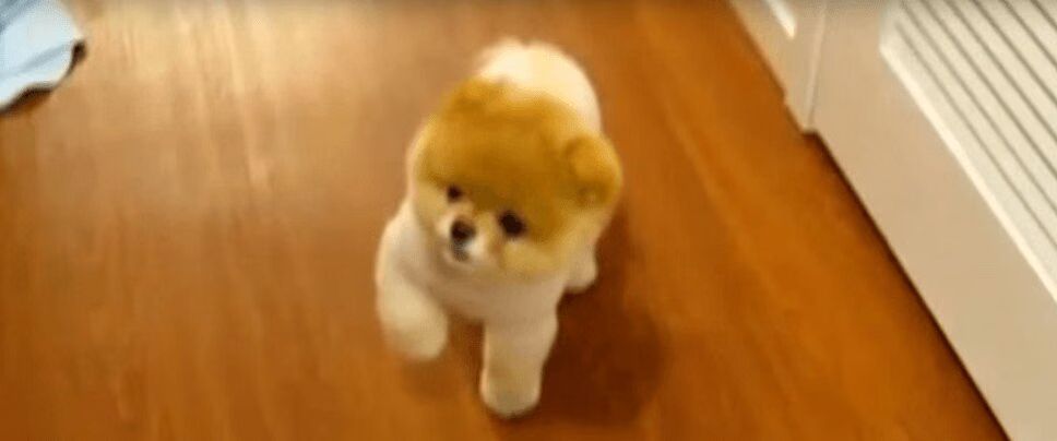 Adorable Puppy Just Might Be World's Fluffiest Dog (VIDEO)