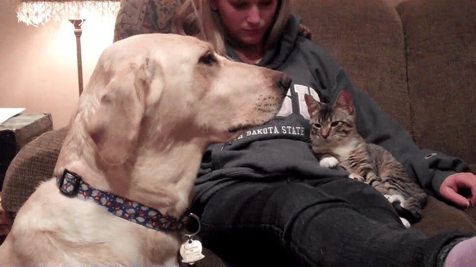 Big Old Dog Is Scared of Tiny Little Kitten (VIDEO)