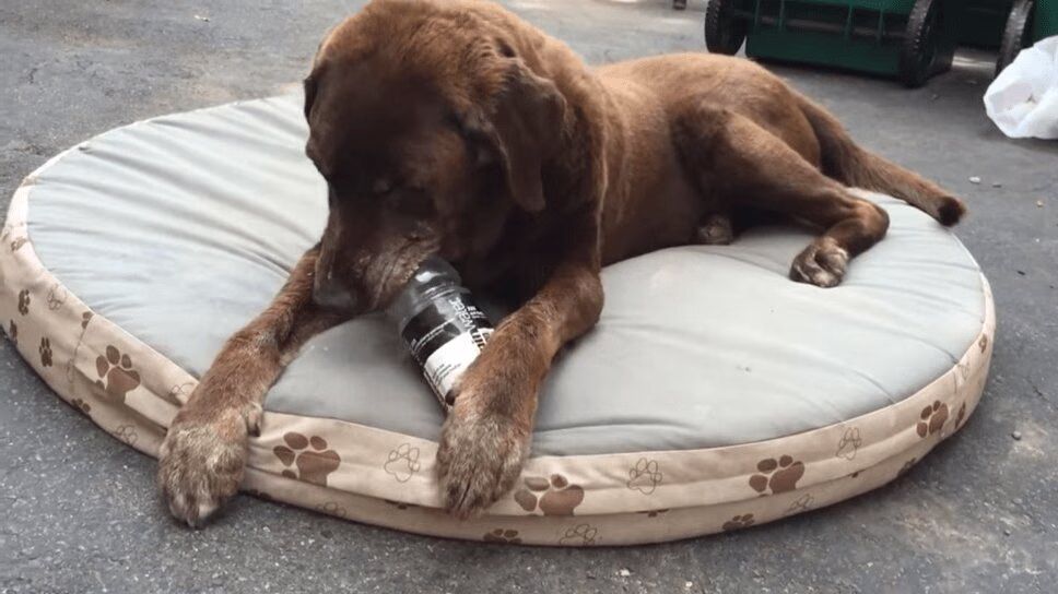 Clever Dog Gets Treats Out of Water Bottle -- So Cute! (VIDEO)