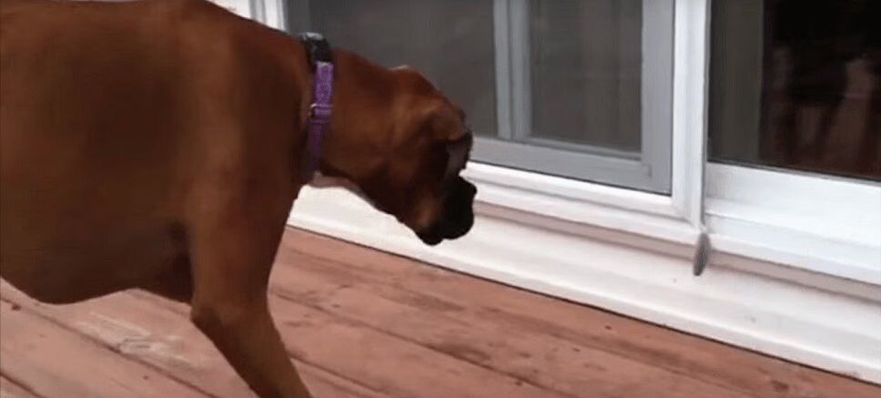 Great Big Boxer Dog Is Scared of Tiny Feather (VIDEO)