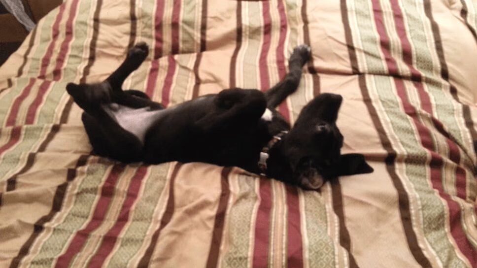 Great Dane Puppy Doesn't Want To Get Up, Throws Hissy Fit (VIDEO)