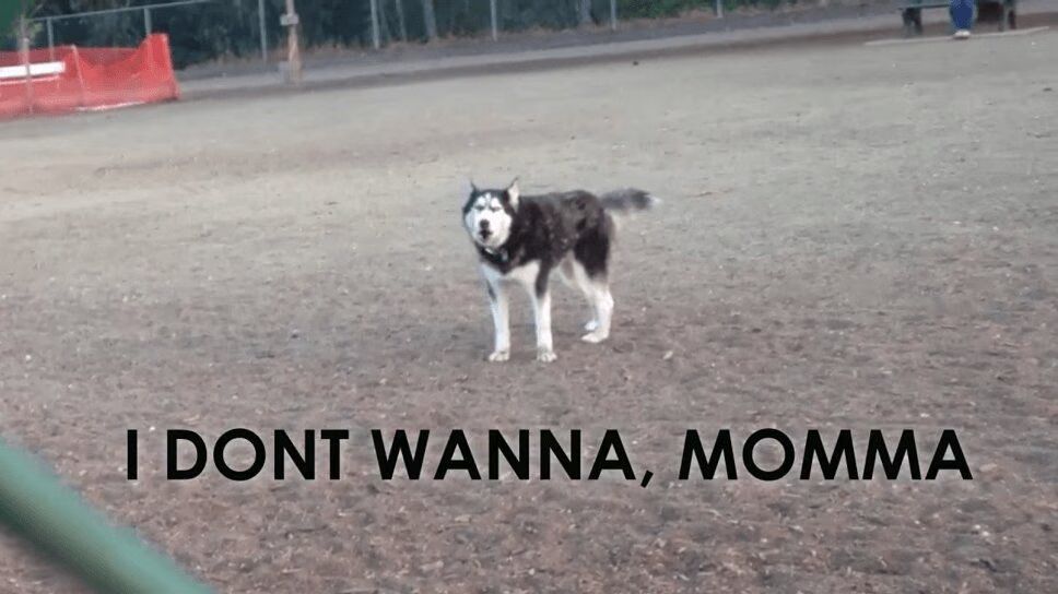 Howling Husky Throws Adorable Temper Tantrum (VIDEO)