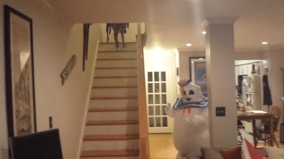 Huge Great Dane Is Scared of Ghostbusters Marshmallow Man Costume (VIDEO)