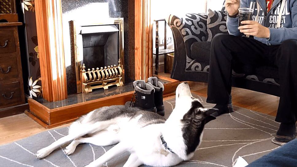 Precious Husky Shows Off Adorable Tricks - So Cute! (VIDEO)