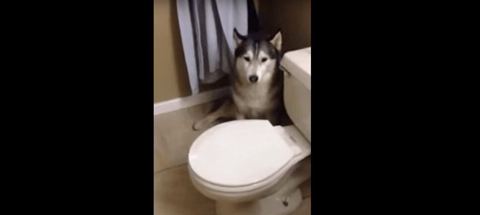 Precious Husky Throws Epic Bath Time Tantrum (VIDEO)