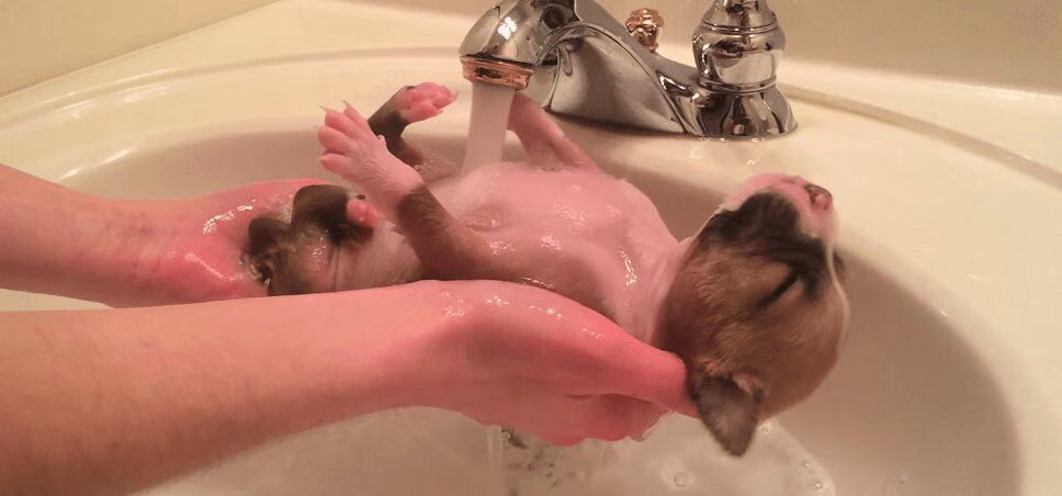 Rescued Puppy Found Near-Death Enjoys Adorable Bath Time (VIDEO)