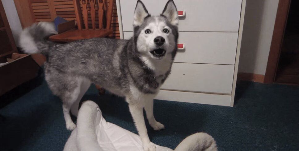 Talking Siberian Husky Throws Adorable Temper Tantrum (VIDEO)