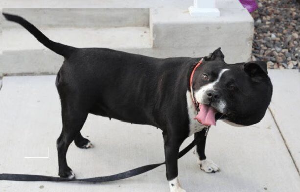 Dog Growth Meesha Recovery Before After Transformation Video