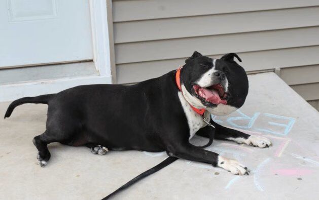 Dog Growth Meesha Recovery Before After Transformation Video