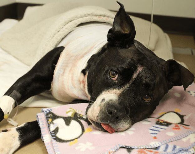 Dog Growth Meesha Recovery Before After Transformation Video