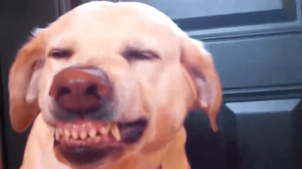 Adorable Dog Makes Ridiculous Guilty Face (VIDEO)