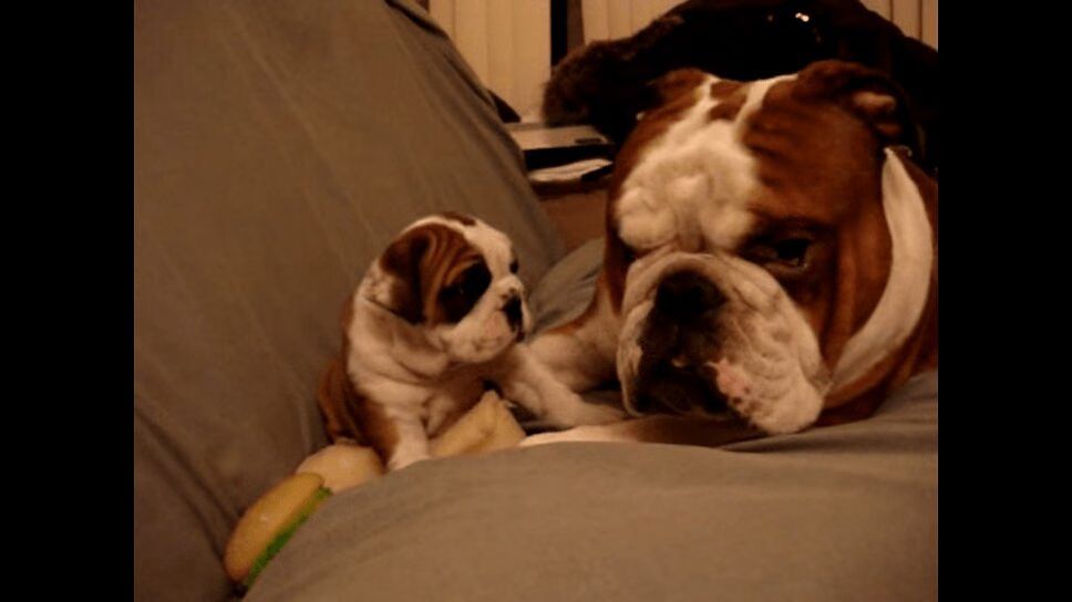 Adorable English Bulldog Meets Puppy Daughter For First Time (VIDEO)