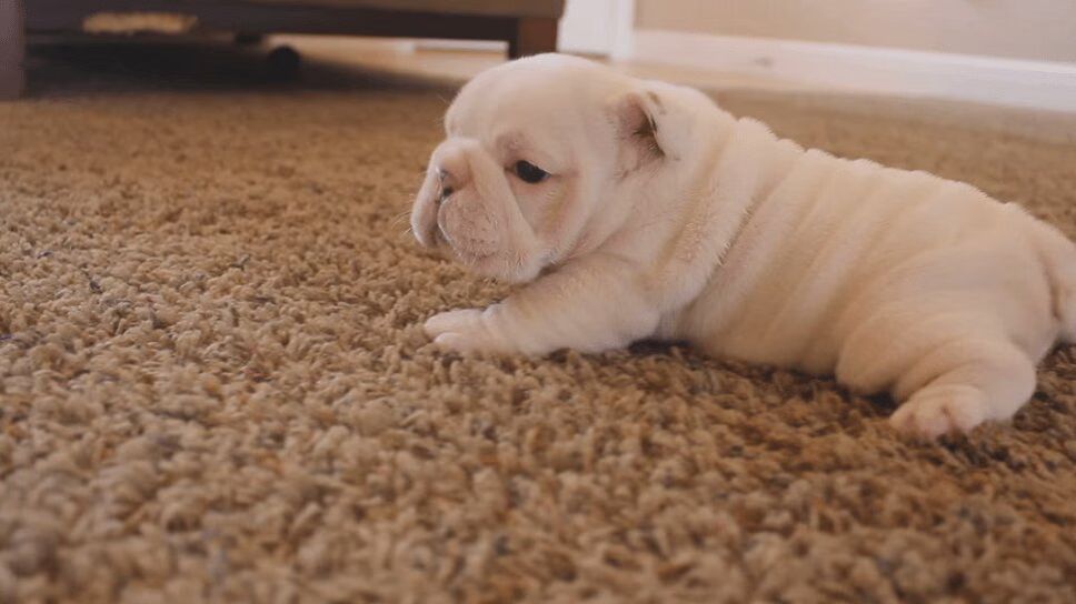 Adorable English Bulldog Puppies Walk For the First Time (VIDEO)