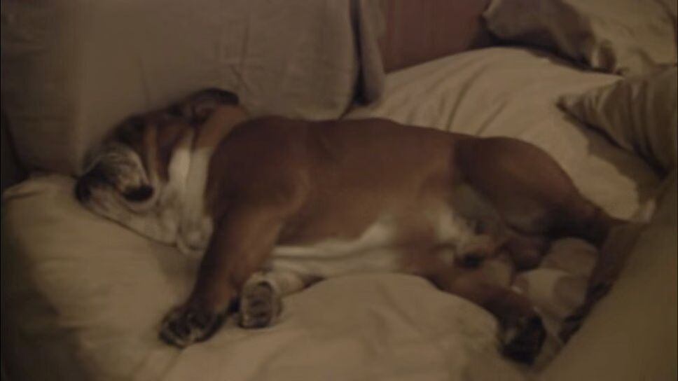 Adorable English Bulldog Will Only Wake Up To Doorbell (VIDEO)