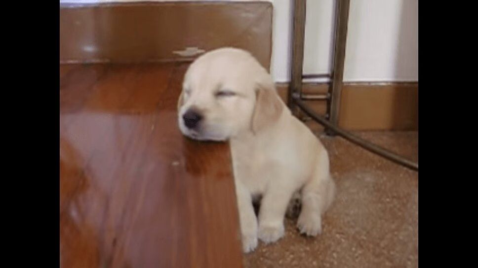 Adorable Golden Retriever Puppy Falls Asleep On Stairs (VIDEO)