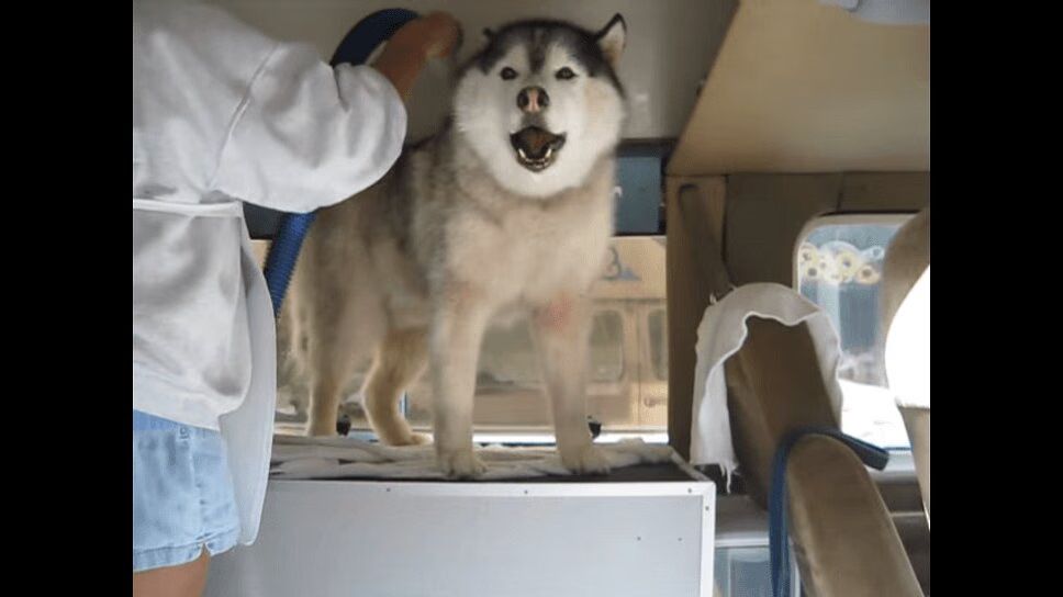 Adorable Husky Gets Groomed, Becomes World's Biggest Crybaby (VIDEO)