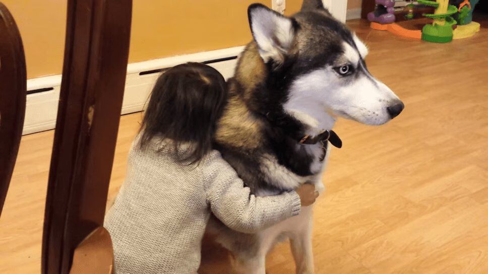 Adorable Husky Is Little Girl's Best Friend (VIDEO)