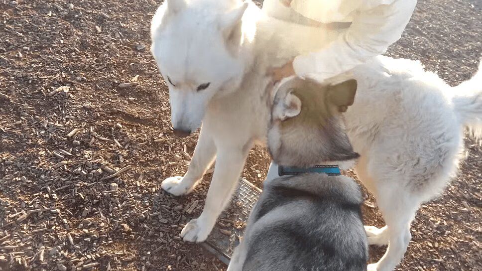Adorable Husky Makes Friends With Wolf Hybrid (VIDEO)