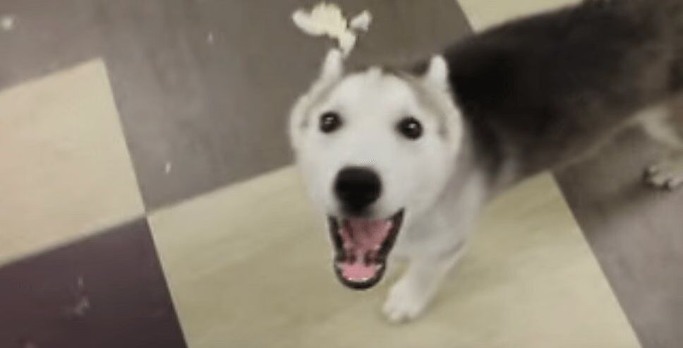 Adorable Husky Puppy Whines When Called a Crybaby (VIDEO)