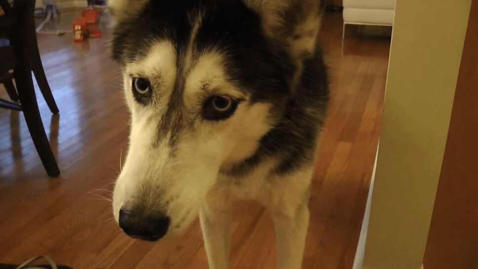 Adorable Husky Really Doesn't Like Justin Bieber (VIDEO)