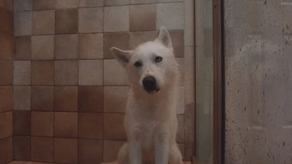 Adorable Husky Takes World's Cutest Shower (VIDEO)