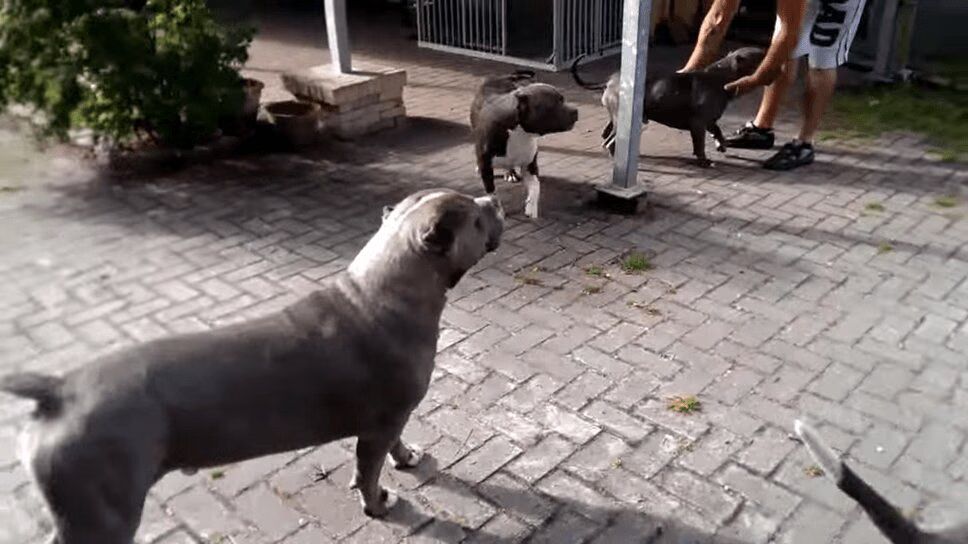 Adorable Pit Bulls Play Together - No Fighting! (VIDEO)