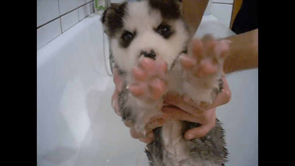 Adorable Siberian Husky Puppy Has First Bath Ever - So Cute! (VIDEO)