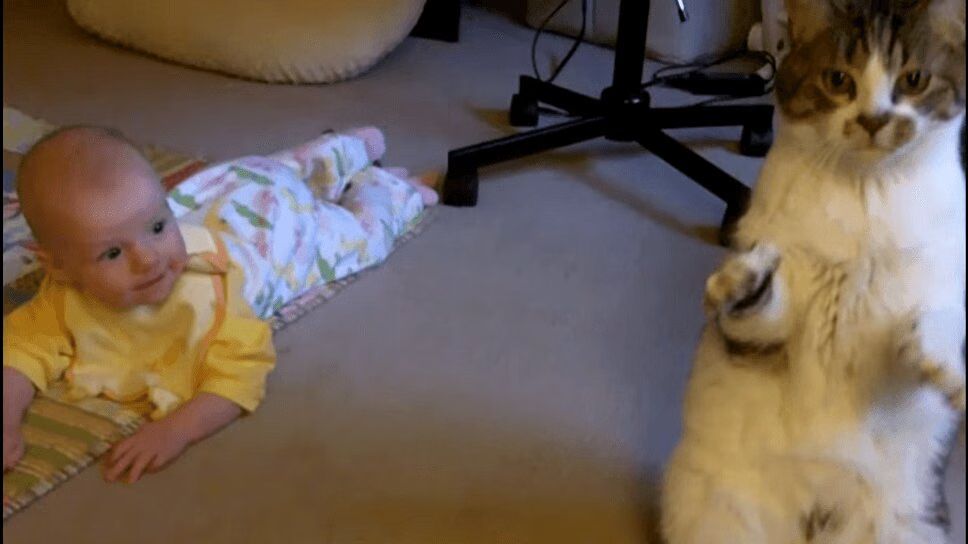 Captivating Cat Babysits Best Friend -- A Baby Girl! (VIDEO)