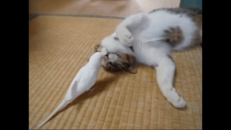 Cute Cat Gets Wake-Up Call From BFF Bird - So Precious! (VIDEO)
