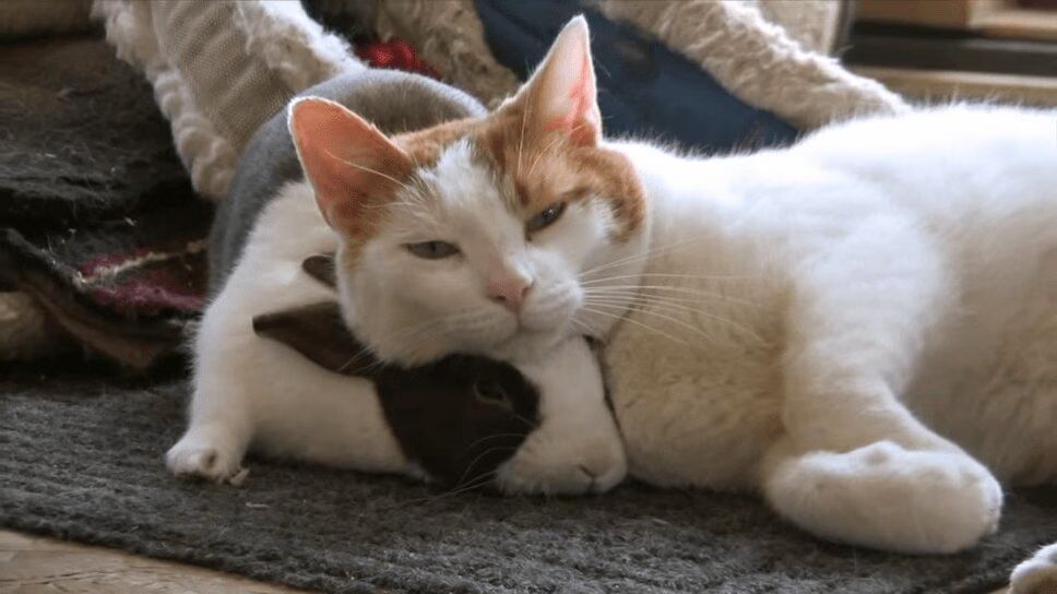 Cute Cat and Beautiful Bunny Are Fabulous Fluffy Friends (VIDEO)