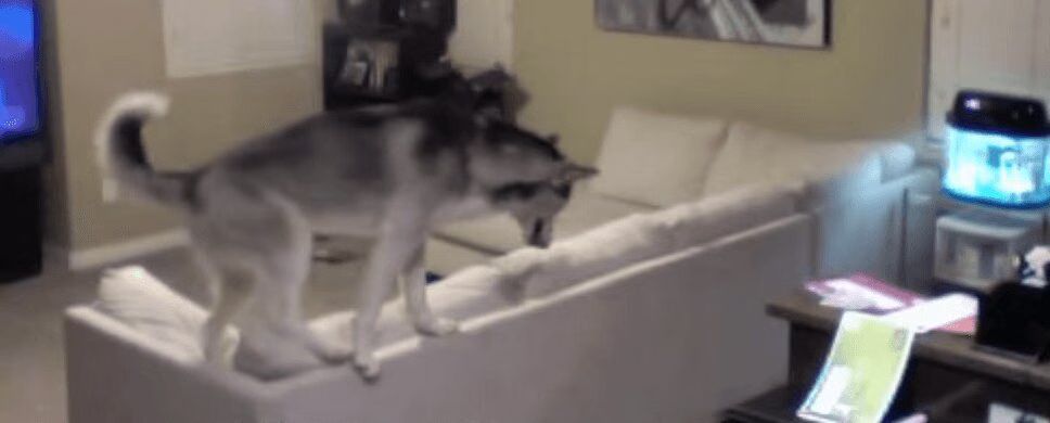 Cute Huskies Get Up To No Good While Owners Are Away! (VIDEO)