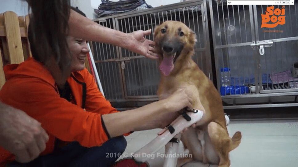 Dog Has Front Legs Hacked Off With Sword -- Watch His Incredible Recovery (VIDEO)