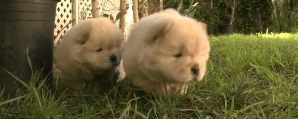 Fluffy Golden Chow Chow Puppies Are Absolutely Precious (VIDEO)