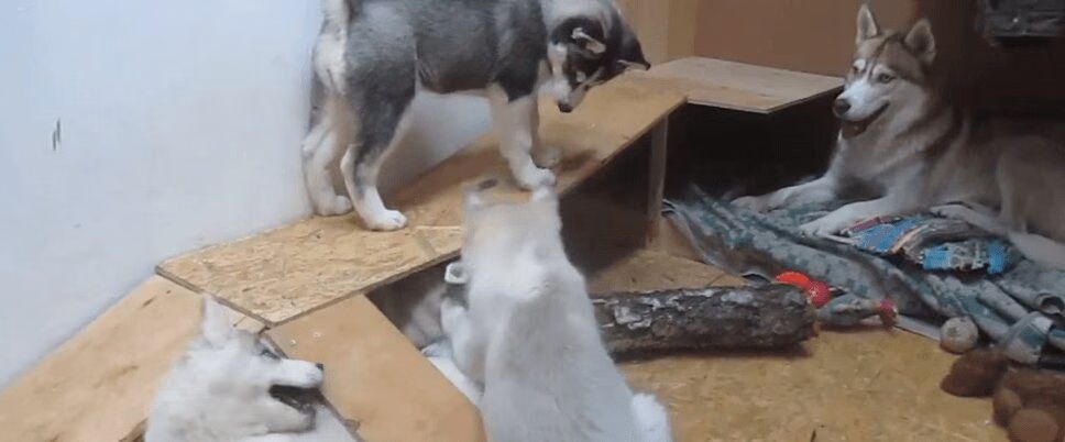 Husky Mom Plays With Her Precious Puppies (VIDEO)