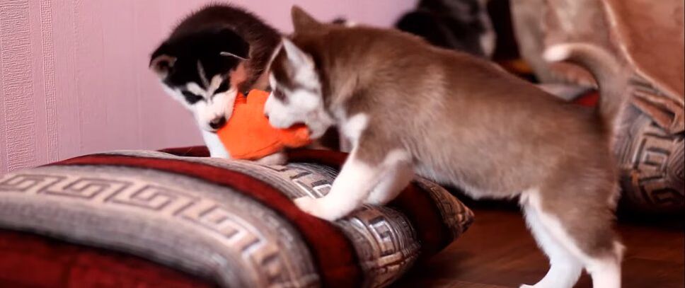 Husky Puppies Fight Over Toy -- Until Mama Lays Down the Law! (VIDEO)