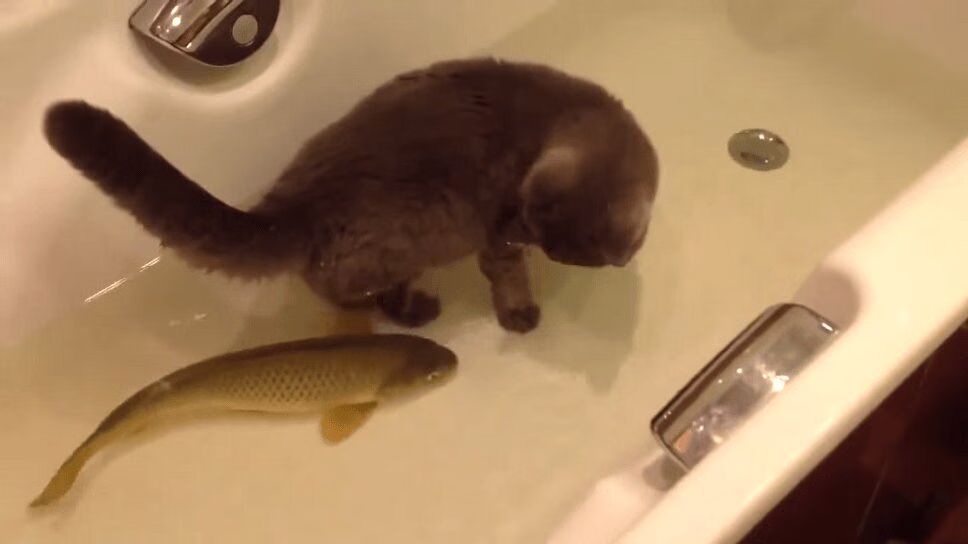 Lovable Cat Forms Surprising Friendship With Fish (VIDEO)