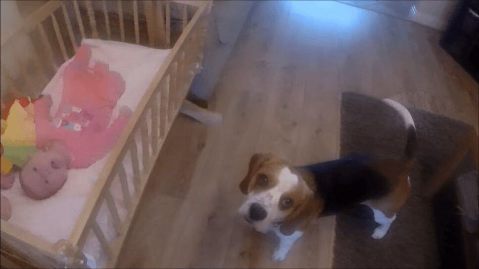 Lovable Dog Puts Baby Sister To Sleep In Swing Crib - Awwwwww! (VIDEO)