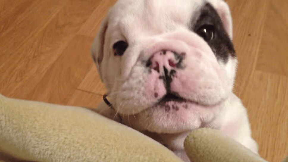 Precious Bulldog Puppy Is Adorably Fussy (VIDEO)