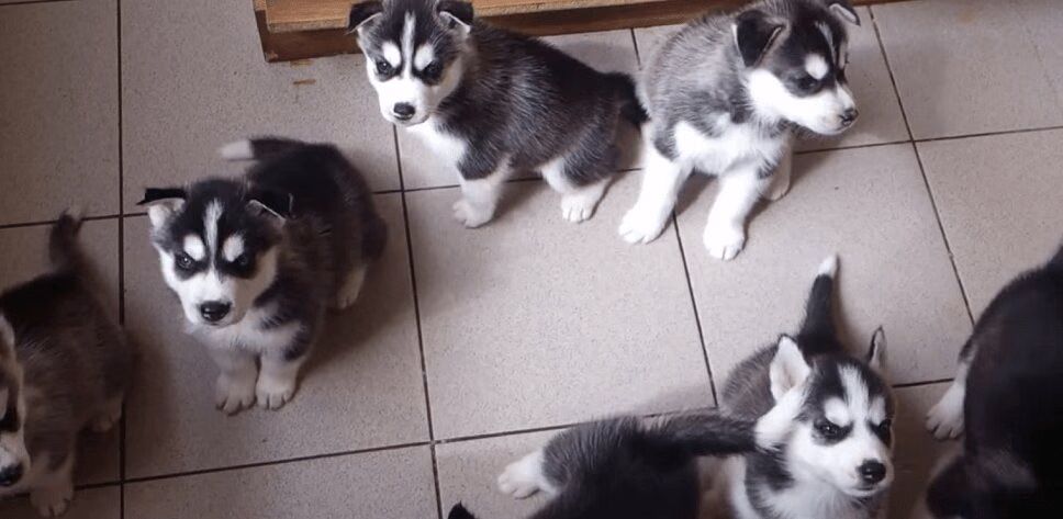 Precious Husky Puppies Bark and Howl For First Time (VIDEO)