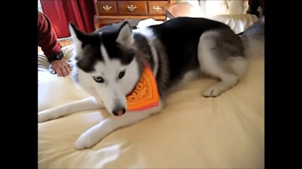 Precious Husky Won't Let Parents Make Bed (VIDEO)