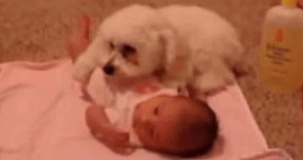 Precious Puppy Protects Baby From Blow Dryer (VIDEO)
