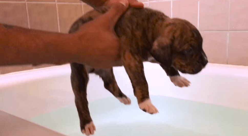 Puppies of World's Largest Pit Bull Learn To Swim - So Cute! (VIDEO)