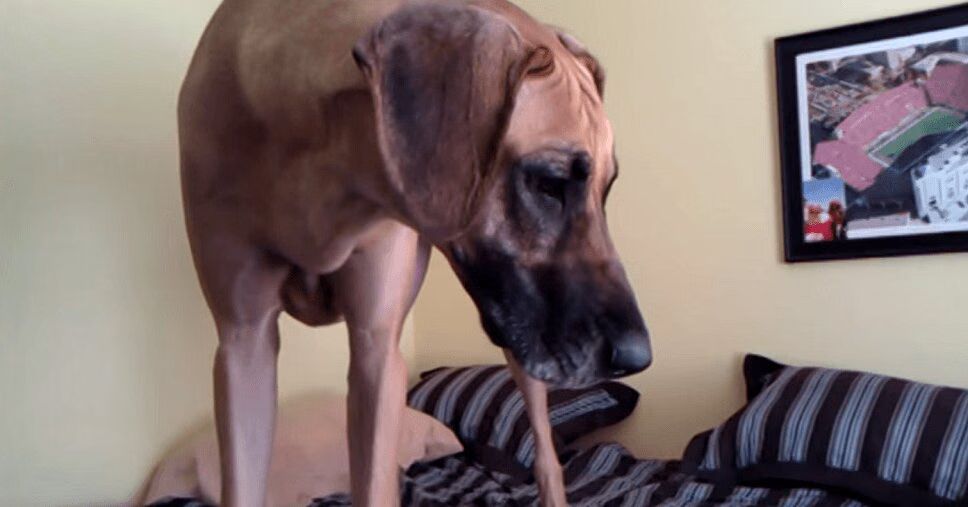 Spoiled Great Dane Throws Huge Temper Tantrum (VIDEO)
