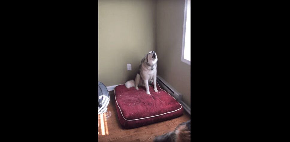 Stubborn Husky Throws Hissy Fit For Silliest Reason (VIDEO)