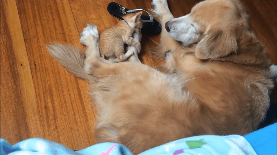 Tiny Kitten Grows Up With Big Dog Best Friend - So Cute! (VIDEO)
