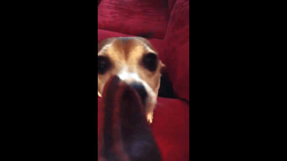 Adorable Dog Has Meltdown Over Tasty Treat - So Cute! (VIDEO)