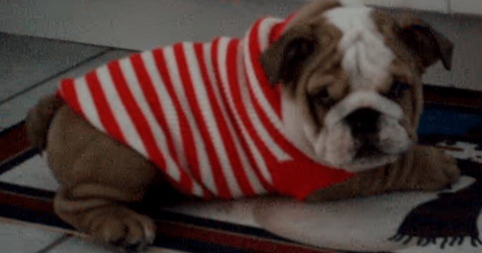 Adorable English Bulldog Throws Temper Tantrum Over New Sweater (VIDEO)
