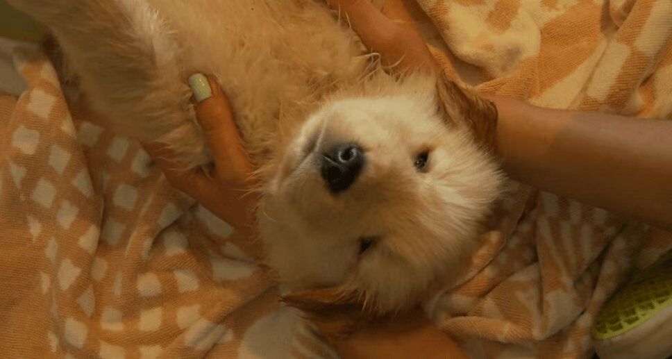 Adorable Golden Retriever Puppy Takes Relaxing Bath (VIDEO)